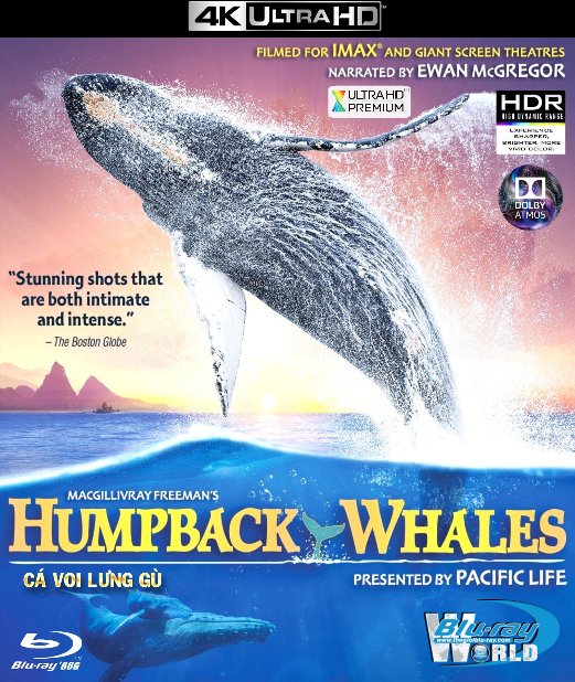 4KUHD-279. Humpback Whales - Cá Voi Lưng Gù 4K-66G (TRUE- HD 7.1 DOLBY ATMOS)